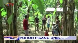 Warga Datang Untuk Melihat Pohon Pisang Unik