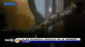 Heboh Penemuan Ular Sanca 4 Meter di Tembok Rumah Warga