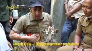 Irfan Hakim Sayang Harimau