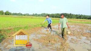 Pak Dali Juga Mencari Keong Untuk Pakan Ternak