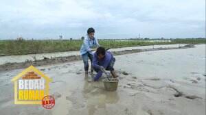 Mencari Belut Di Sawah Bersama Pak Subur