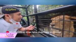 Uji Adrenalin, Irfan Hakim Beri Makan Harimau Secara Langsung