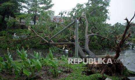 20 Lebih Pohon Tumbang di Jakarta, Satu Menimpa Mobil