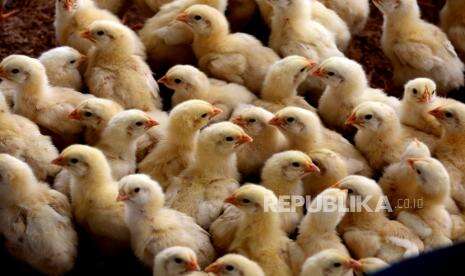 Ratusan Ekor Ayam di Kabupaten Kupang Mati Diterjang Badai