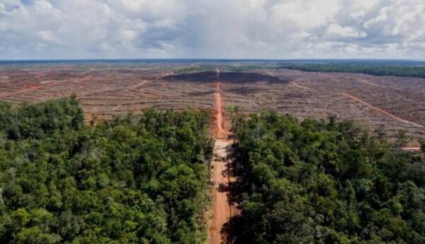 Hutan Tropis Rusak, WWF Tunjuk-tunjuk Hidung Uni Eropa: Ini Lingkaran Setan...