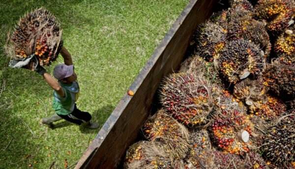 Tokoh Papua: Kelapa Sawit Berperan Penuhi 5 Aspek
