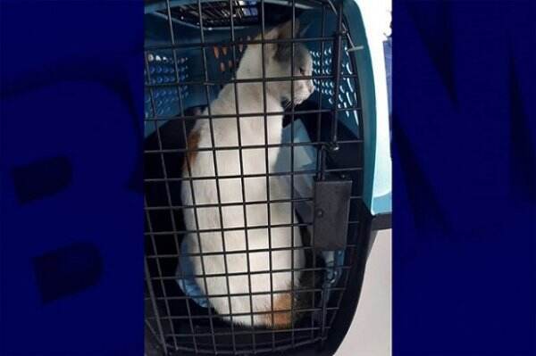 Kucing Ini Tertangkap Basah Selundupkan Narkoba ke Penjara
