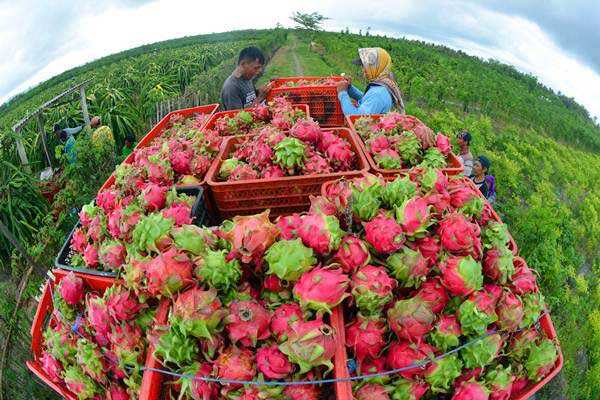 Buah Naga Merah Bantu Turunkan Kolesterol Tinggi