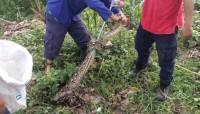 Dikira Buang Sampah, Ternyata Isinya Ular Sanca