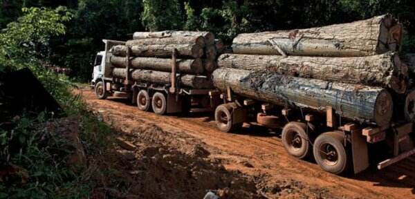 Dishut Kalsel Sita Ratusan Meter Kubik Kayu Ilegal di Banua