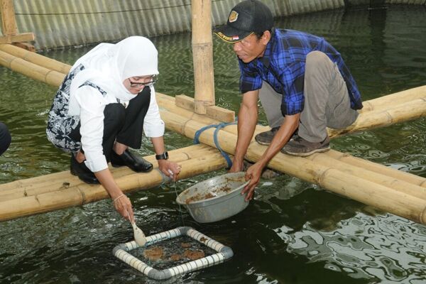 Kabar Baik! Bantuan Hibah Budidaya Ikan Kini Dipermudah; Ngurus-ngurusnya Juga Gratis