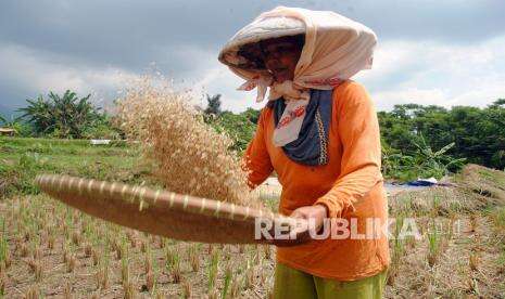 KRKP: Ada Anomali Harga Gabah