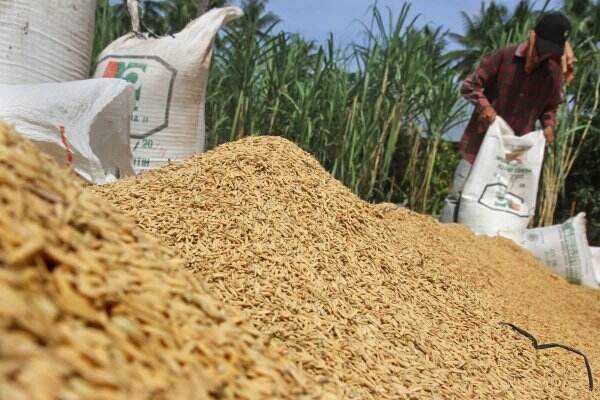 Waspadai Harga Gabah Anjlok