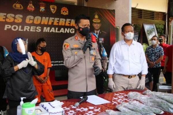 Tanam Ganja di Rumah, Pria Asal Lumajang Diciduk Polisi