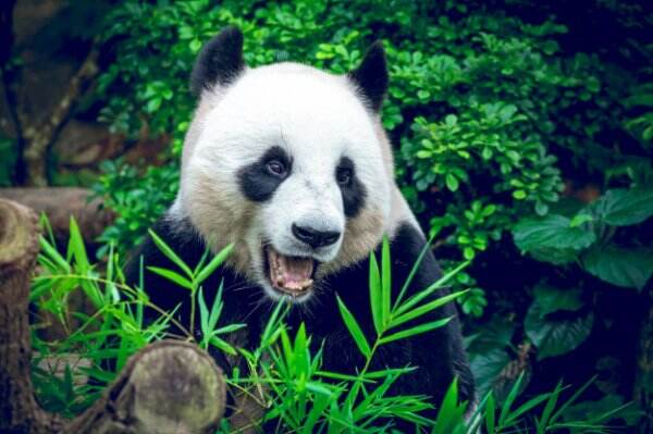 Panda Raksasa Melahirkan Sepasang Bayi Kembar, China Kirim Pakar Persalinan