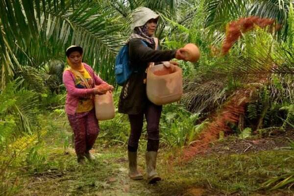 Moratorium Lahan Sawit RI Berakhir, Harga CPO Dunia Drop 1,2%