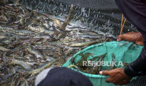 Pertamina Salurkan Bantuan Budidaya Udang Vaname di Cilacap