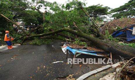 Pohon Tumbang Timpa Dua Mobil Ambulans di Tangsel