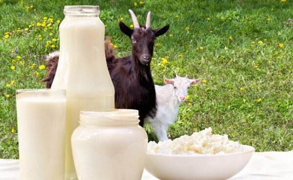 Jadi Minuman Favorit Rasulullah, Ini 7 Manfaat Sehat Susu Kambing