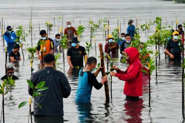 Presiden Jokowi Ikut Tanam Bakau Bersama Warga Pantai Setokok Batam