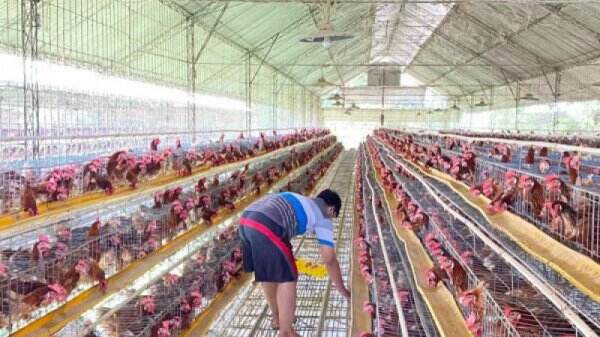 Harga Telur Ayam Anjlok! Peternak Ungkap Penyebabnya