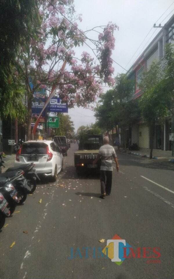 Menikmati Indahnya Tabebuya yang Bermekaran di Jalan Diponegoro Tulungagung