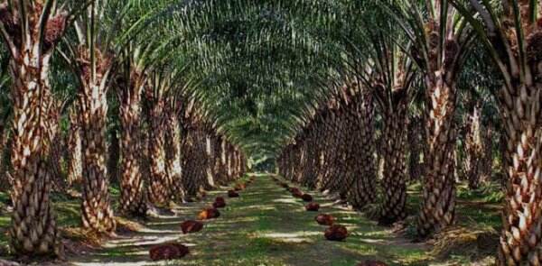Masih Mendominasi Pasar Dunia, Airlangga Perkuat Kemitraan Petani Kelapa Sawit