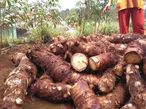 Kunjungi Pandeglang, Pemkab Banyu Asin Tertarik Kembangkan Talas Beneng