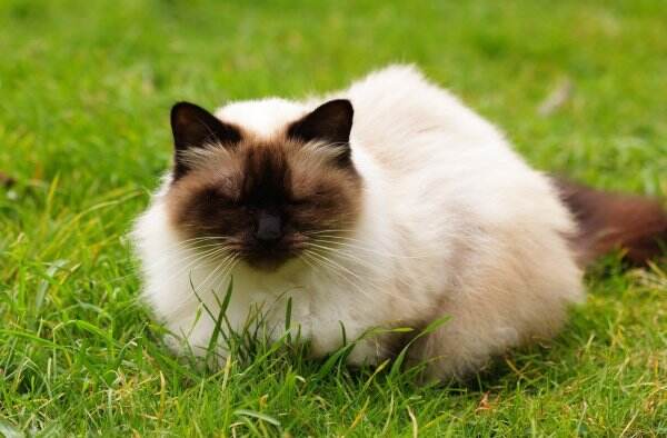 Keunikan Kucing Himalaya dan Cara Merawatnya