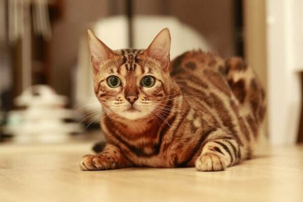 Kucing Bengal, Hewan Peliharaan yang Memiliki Banyak Keistimewaan