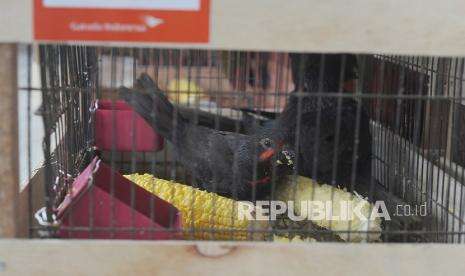 Polda Bongkar Penyelundupan Satwa Dilindungi Tujuan Thailand