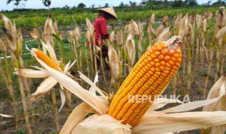 Gelar Ratas, Jokowi Minta Tingkatkan Produktivitas Jagung
