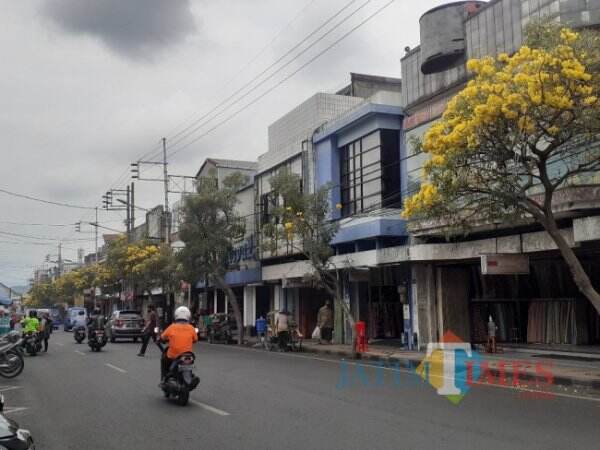 Bikin Estetik, DLH Kota Malang Bakal Tambah Tanaman Tabebuya di Kawasan Kayutangan Heritage