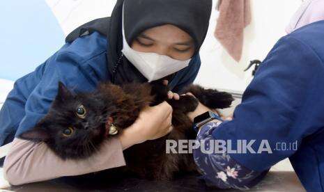Dinkes Riau Temukan Hewan Penular Rabies 224 ekor pada 2021