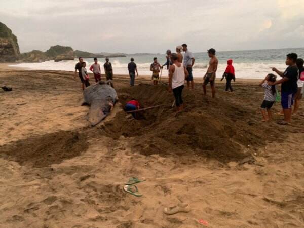 Bangkai Hiu Paus Ditemukan Terdampar di Pantai Jebring