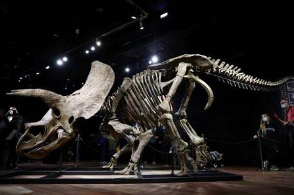 Kerangka Triceratops Terbesar di Dunia Berusia 66 Juta Tahun Terjual Rp109 Miliar