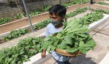 In Picture: Sayuran Organik Gratis dari Lahan di Kawasan RPH