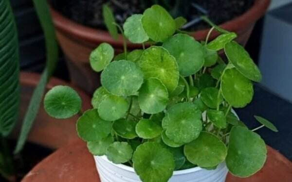 Manfaat Daun Pegagan untuk Kecantikan Kulit