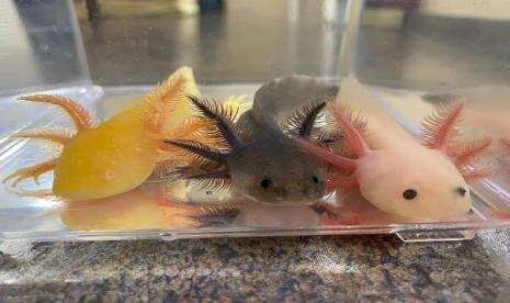 Mahasiswa UB Kembangbiakkan Axolotl yang Terancam Punah