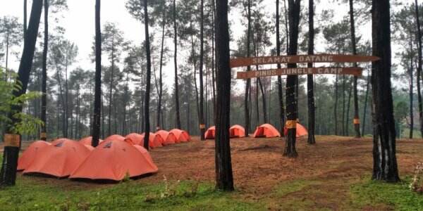 Camping Seru di Wahana Wisata Pinus Jungle Camp