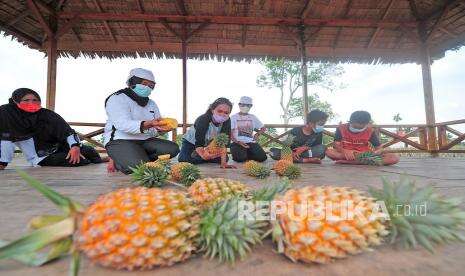 Jambi Siap Perluas Kebun Nanas untuk Industri Besar