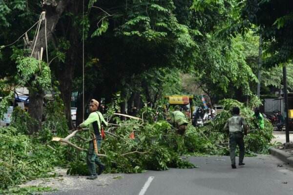 Jika Cuaca Buruk, Jangan Keluyuran Deh Waspada, Puluhan Ribu Pohon Rawan Tumbang