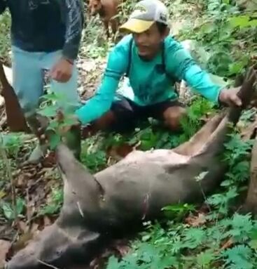 Dorrr! Puluhan Babi Hutan di Lebak Terkapar Ditembak Warga