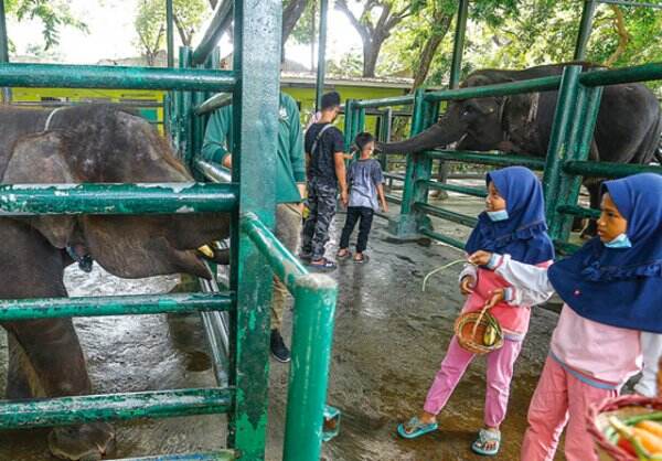 Penyebab Kematian Dumbo Gajah Milik KBS Diduga Terpapar EEHV