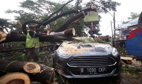 Pohon Tumbang Sebabkan Dua Mobil Rusak dan Tiga Orang Terluka