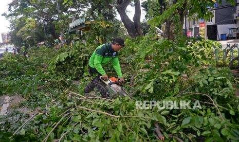 Sembilan Pohon Tumbang di Jakpus Sudah Dievakuasi