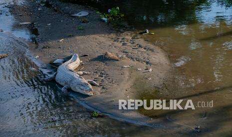 Mandi di Sungai, Bocah di Agam Diterkam Buaya