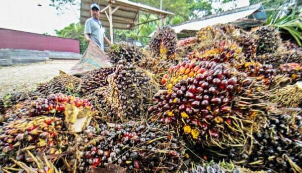 4 Mekanisme Kebun Sawit Mampu Kurangi Ketimpangan Pendapatan Pedesaan