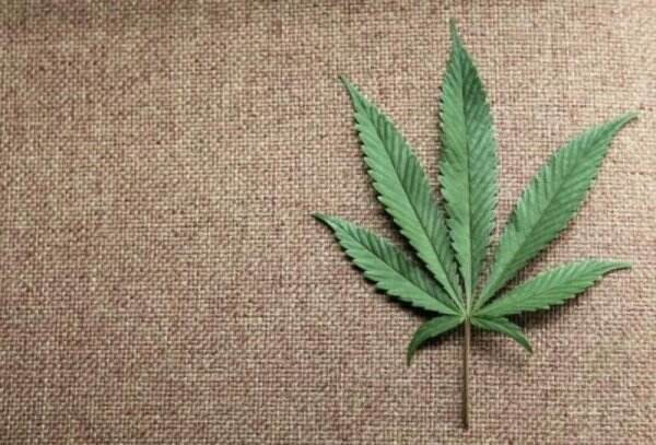 Thailand Izinkan Warganya Tanam Ganja di Rumah