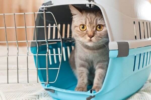 5 Langkah Mudah Membersihkan Kandang Kucing, Yuk Simak